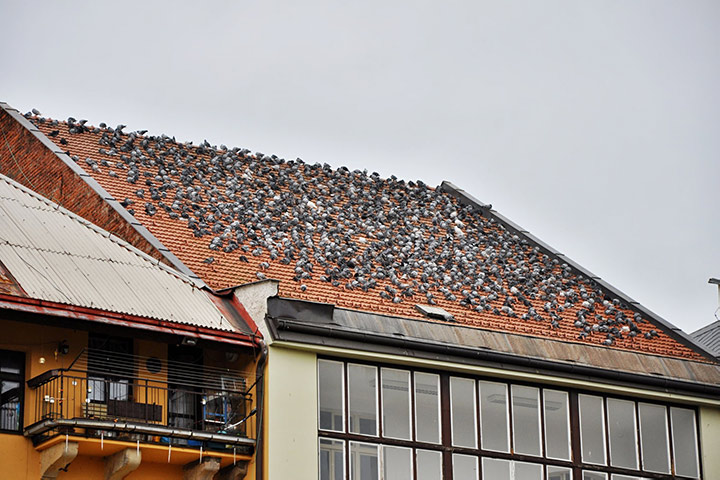 A2B Pest Control are able to install spikes to deter birds from roofs in Wallasey. 