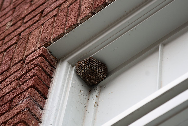 We provide a wasp nest removal service for domestic and commercial properties in Wallasey.